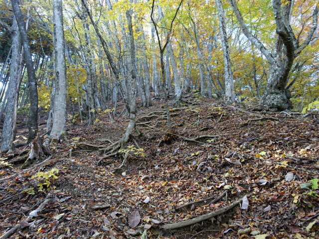 三頭山（ヌカザス尾根）登山口コースガイド ロープの急登【登山口ナビ】