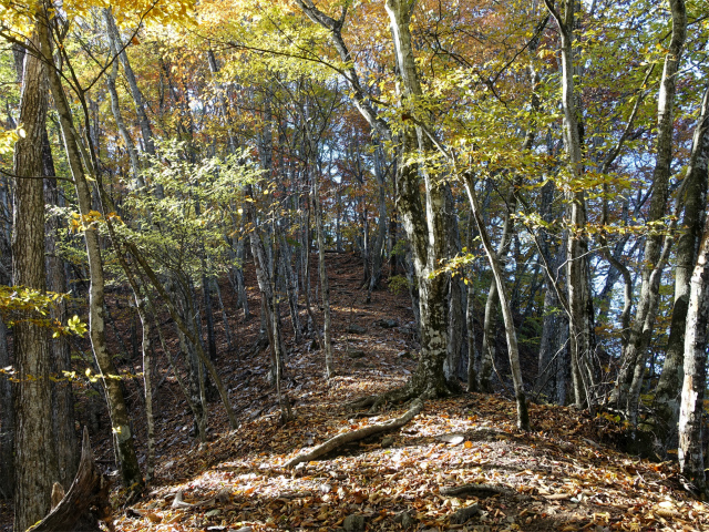 三頭山（ヌカザス尾根）登山口コースガイド 入小沢ノ峰【登山口ナビ】