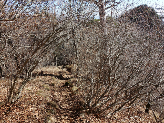 茅ヶ岳（金ヶ岳～千本桜公園） 登山口コースガイド【登山口ナビ】