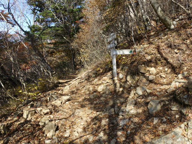 三頭山（サイグチ沢コース）登山口コースガイド 東峰分岐【登山口ナビ】