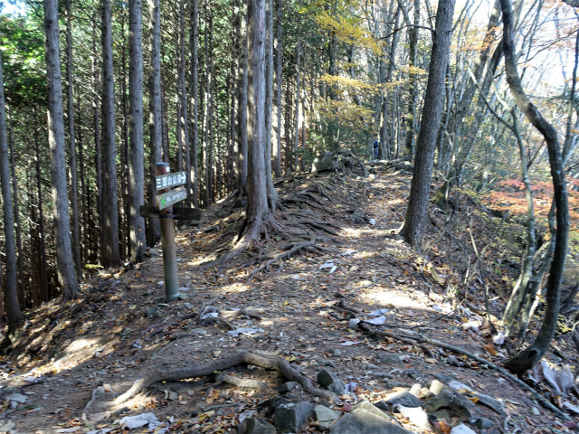 三頭山（サイグチ沢コース）登山口コースガイド 分岐【登山口ナビ】