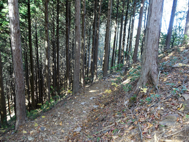 三頭山（サイグチ沢コース）登山口コースガイド 見晴し小屋直下【登山口ナビ】