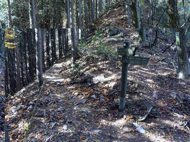 三頭山（サイグチ沢コース）登山口コースガイド 登山道合流点【登山口ナビ】