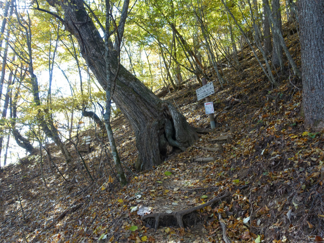三頭山（サイグチ沢コース）登山口コースガイド ブナの路分岐【登山口ナビ】