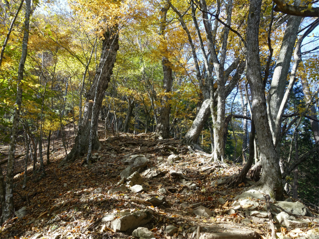 三頭山（サイグチ沢コース）登山口コースガイド 急登【登山口ナビ】