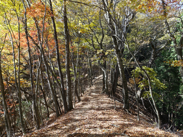 三頭山（サイグチ沢コース）登山口コースガイド ブナの路標高1200ｍ【登山口ナビ】