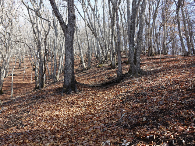 滝子山（道証地蔵～大谷ヶ丸コース）登山口コースガイド【登山口ナビ】
