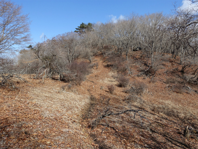 ハマイバ・大蔵高丸（道証地蔵～曲り沢峠）登山口コースガイド ハマイバ山頂手前【登山口ナビ】
