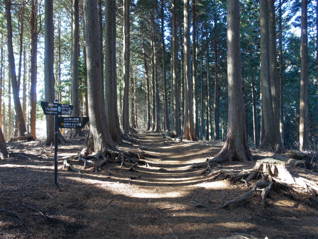 大山（日向～雷ノ峰尾根）登山口コースガイド 日向キャンプ場分岐【登山口ナビ】
