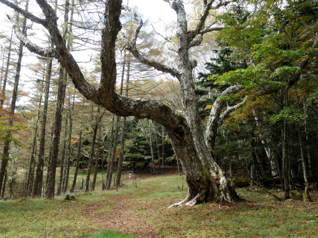 櫛形山（池の茶屋林道口～アヤメ平周回）登山口コースガイド 巨木とゲート【登山口ナビ】