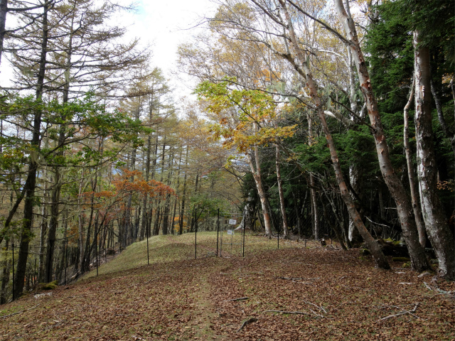 櫛形山（池の茶屋林道口～アヤメ平周回）登山口コースガイド なだらかな尾根のゲート【登山口ナビ】