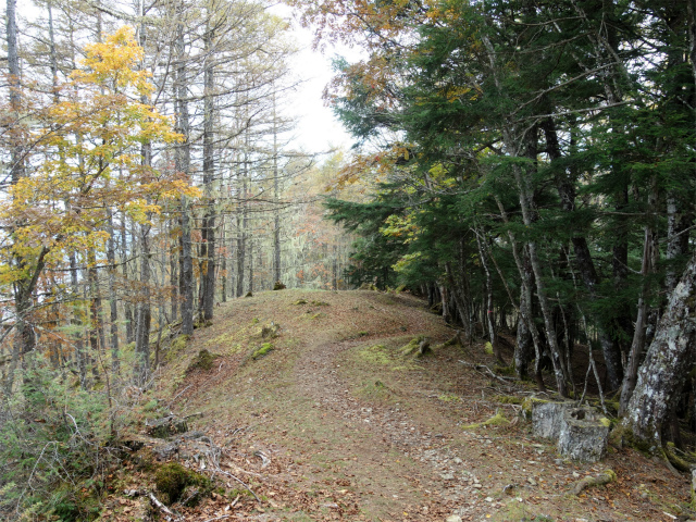 櫛形山（池の茶屋林道口～アヤメ平周回）登山口コースガイド 防火帯の尾根【登山口ナビ】