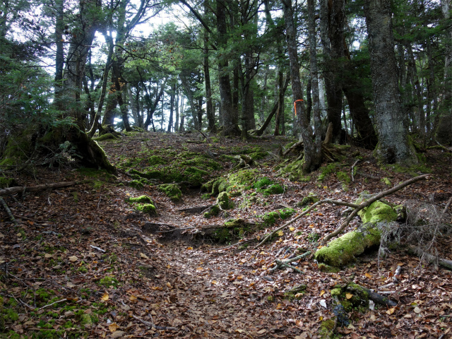 櫛形山（池の茶屋林道口～アヤメ平周回）登山口コースガイド【登山口ナビ】