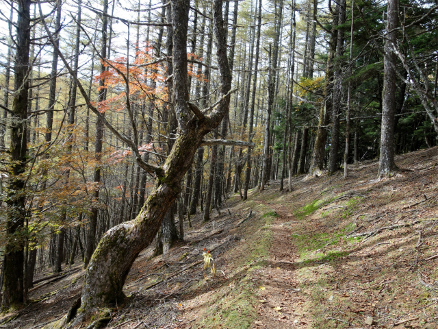 櫛形山（池の茶屋林道口～アヤメ平周回）登山口コースガイド【登山口ナビ】