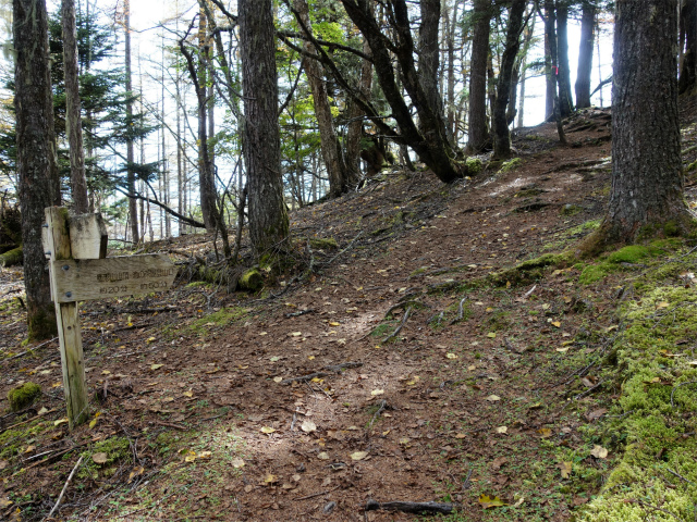 櫛形山（池の茶屋林道口～アヤメ平周回）登山口コースガイド バラボタン平分岐【登山口ナビ】