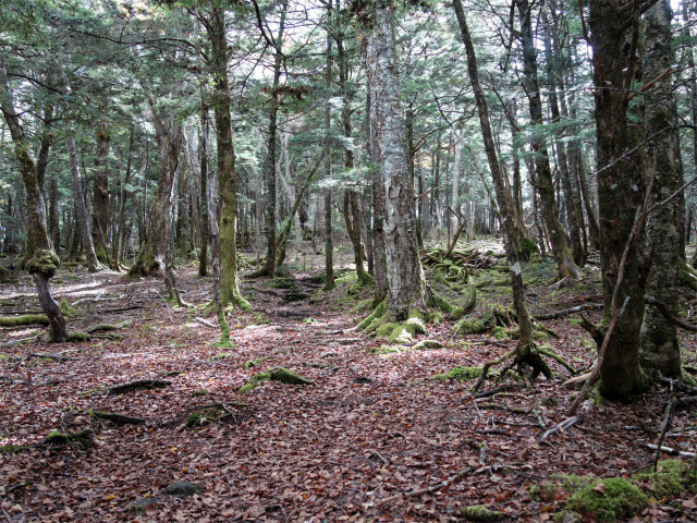 櫛形山（池の茶屋林道口～アヤメ平周回）登山口コースガイド【登山口ナビ】