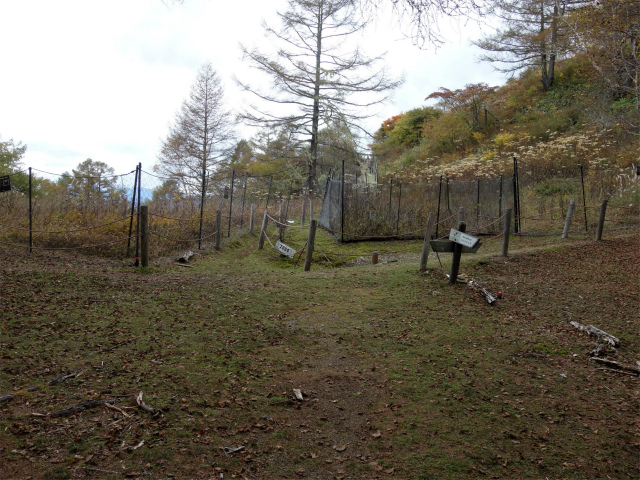 櫛形山（池の茶屋林道口～アヤメ平周回）登山口コースガイド 裸山山頂直下の花畑【登山口ナビ】