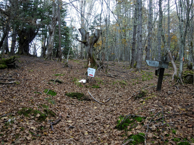 櫛形山（池の茶屋林道口～アヤメ平周回）登山口コースガイド ほこら小屋分岐【登山口ナビ】