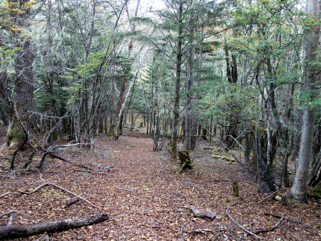 櫛形山（池の茶屋林道口～アヤメ平周回）登山口コースガイド 原生林コースアップダウン【登山口ナビ】