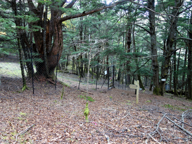 山（池の茶屋林道口～アヤメ平周回）登山口コースガイド 裸山コース合流【登山口ナビ】