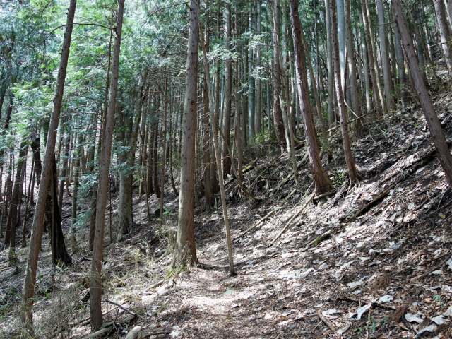 高川山（中谷入～松葉コース）登山口コースガイド 植林帯【登山口ナビ】