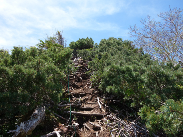 八ヶ岳・横岳（杣添尾根）登山口コースガイド 灌木【登山口ナビ】