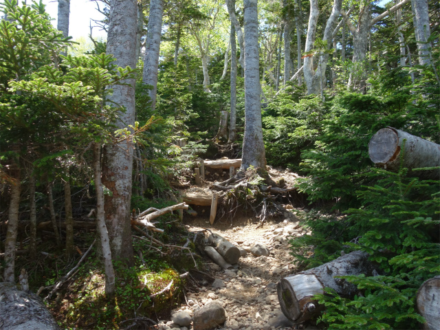 八ヶ岳・横岳（杣添尾根）登山口コースガイド【登山口ナビ】