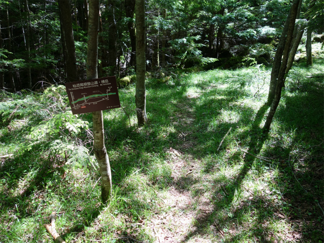 八ヶ岳・横岳（杣添尾根）登山口コースガイド 苔ゾーン分岐【登山口ナビ】