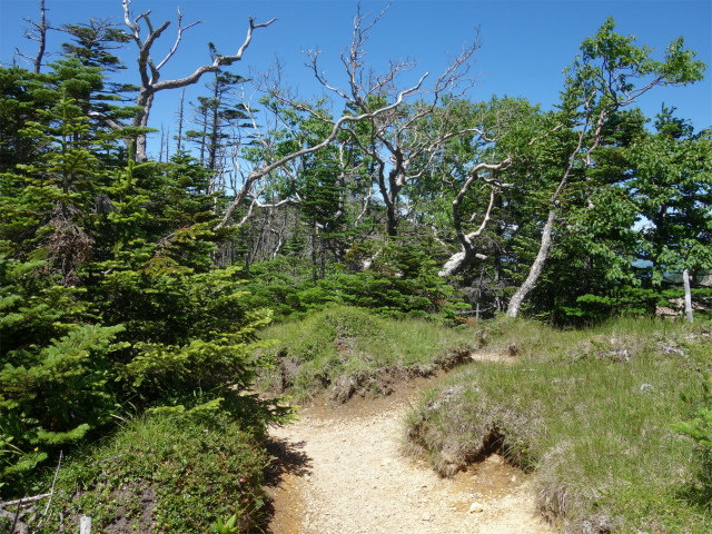 八ヶ岳・天狗岳（白砂新道～夏沢峠周回）登山口コースガイド 平坦な道【登山口ナビ】