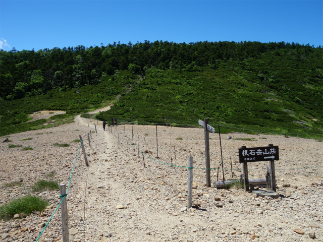 八ヶ岳・天狗岳（白砂新道～夏沢峠周回）登山口コースガイド 根石岳山荘コマクサ保護地【登山口ナビ】