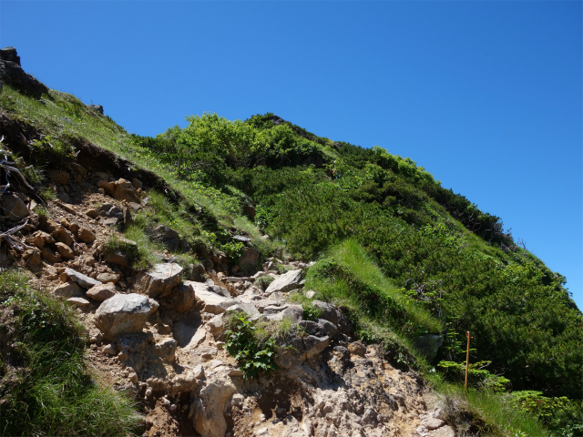 八ヶ岳・天狗岳（白砂新道～夏沢峠周回）登山口コースガイド 根石岳山頂直下【登山口ナビ】