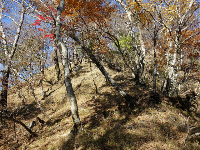 檜洞丸（西丹沢県民の森～石棚山稜）登山口コースガイド 落葉樹林帯【登山口ナビ】