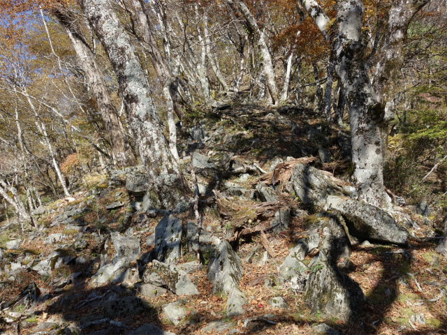 檜洞丸（西丹沢県民の森～石棚山稜）登山口コースガイド 落葉樹林帯の急登【登山口ナビ】
