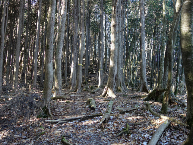大室山（茅ノ尾根）登山口コースガイド 踏み跡の薄い植林帯【登山口ナビ】