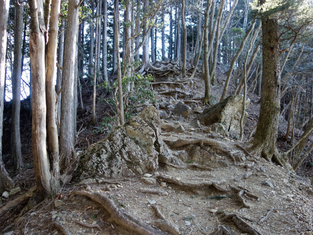 大岳山（鋸尾根）登山口コースガイド 岩と根の露出する稜線【登山口ナビ】