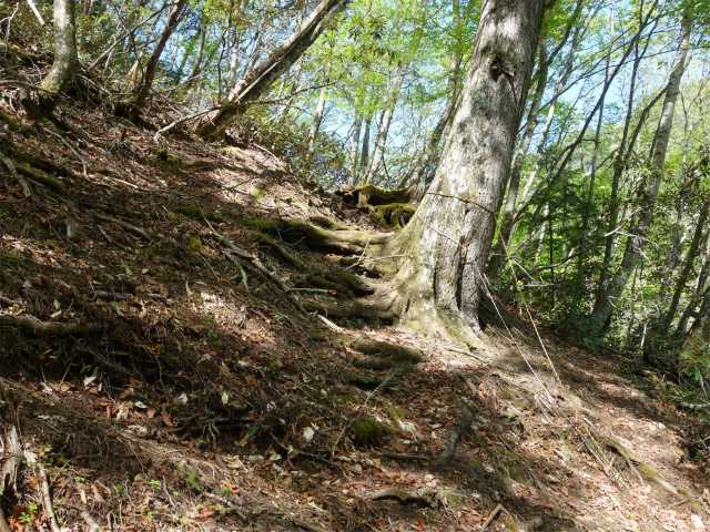 黒金山（西沢渓谷～牛首のタル） 登山口コースガイド 急斜面【登山口ナビ】