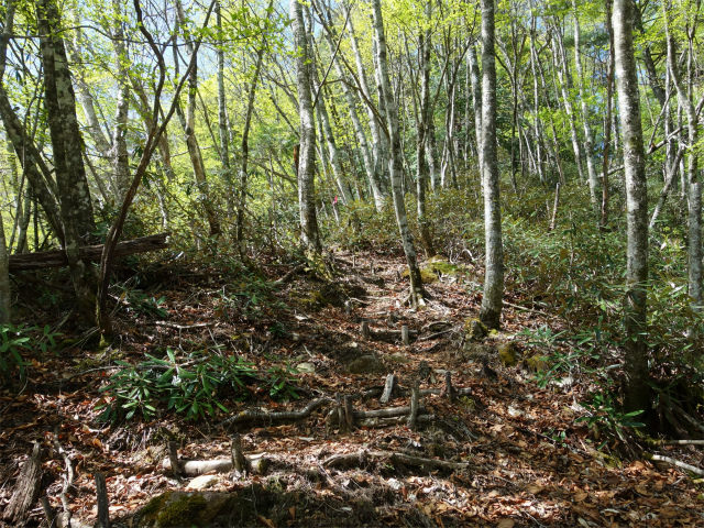 黒金山（西沢渓谷～牛首のタル） 登山口コースガイド シャクナゲ【登山口ナビ】