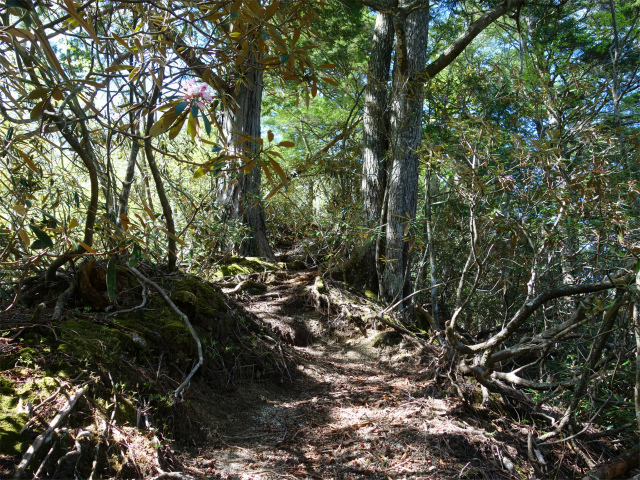 黒金山（西沢渓谷～牛首のタル） 登山口コースガイド シャクナゲ【登山口ナビ】