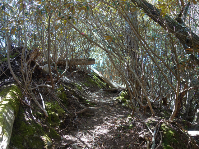 黒金山（西沢渓谷～牛首のタル） 登山口コースガイド なだらかな斜面【登山口ナビ】