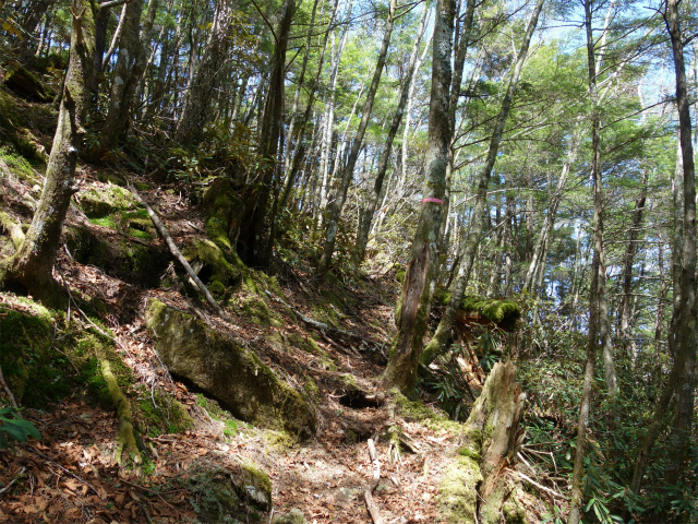 黒金山（西沢渓谷～牛首のタル） 登山口コースガイド 樹林【登山口ナビ】黒金山（西沢渓谷～牛首のタル） 登山口コースガイド 樹林【登山口ナビ】