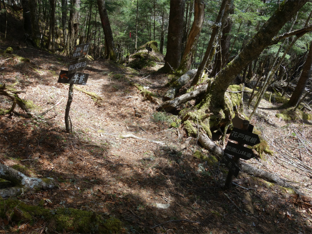 黒金山（西沢渓谷～牛首のタル） 登山口コースガイド 花戸尾根分岐【登山口ナビ】