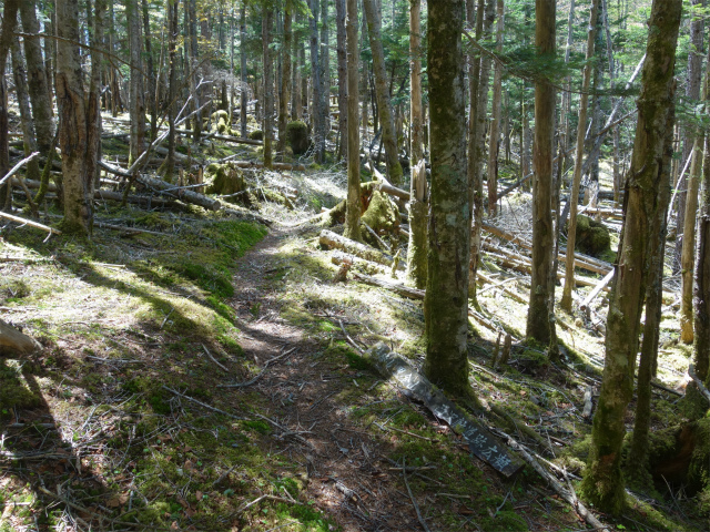 黒金山（西沢渓谷～牛首のタル） 登山口コースガイド 【登山口ナビ】