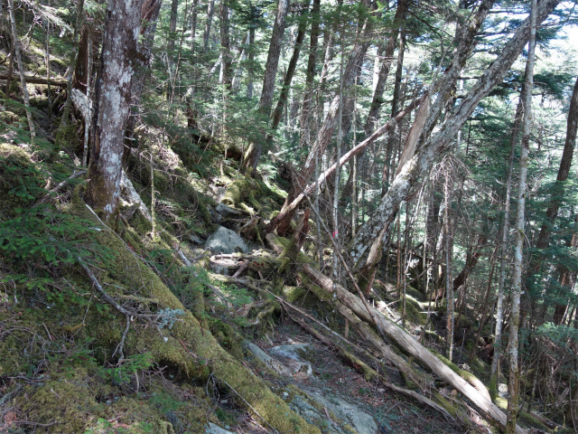 黒金山（西沢渓谷～牛首のタル） 登山口コースガイド【登山口ナビ】