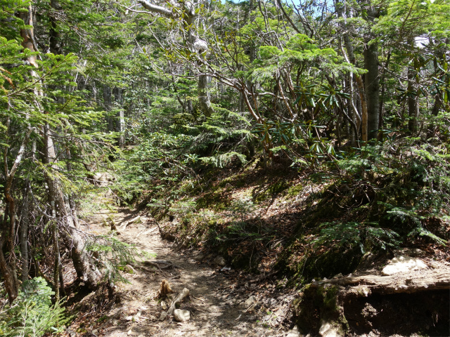 甲武信ヶ岳（毛木平～千曲川源流遊歩道）登山口コースガイド 崩落斜面脇【登山口ナビ】