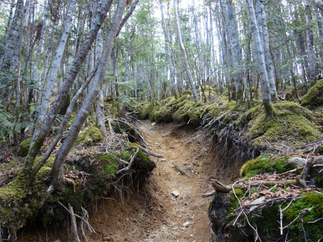 甲武信ヶ岳（毛木平～千曲川源流遊歩道）登山口コースガイド 急斜面【登山口ナビ】