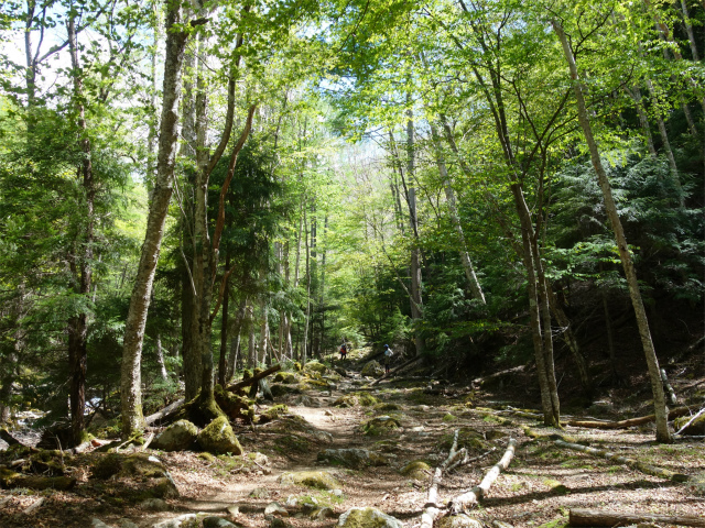 甲武信ヶ岳（毛木平～千曲川源流遊歩道）登山口コースガイド 作業道終点広場【登山口ナビ】