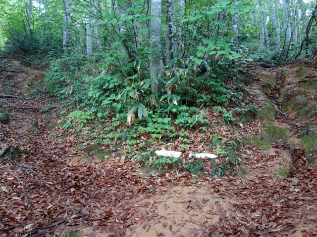 守門岳（保久礼コース）登山口コースガイド キビタキ避難小屋分岐【登山口ナビ】