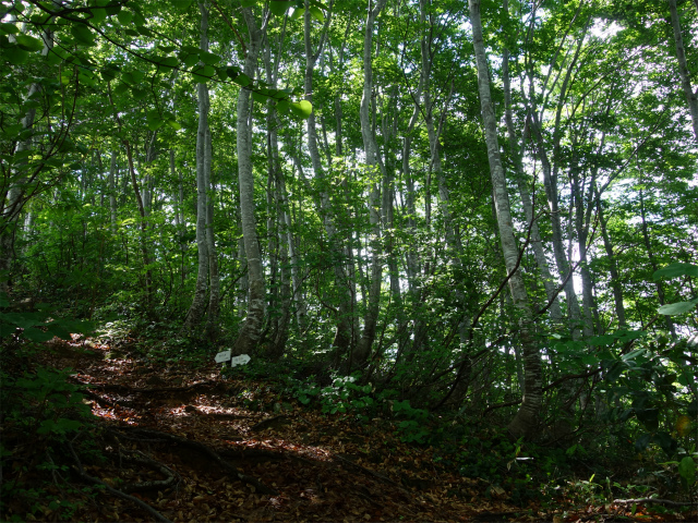 守門岳（保久礼コース）登山口コースガイド 合流点【登山口ナビ】