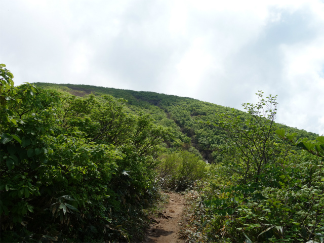 守門岳（保久礼コース）登山口コースガイド 灌木帯【登山口ナビ】