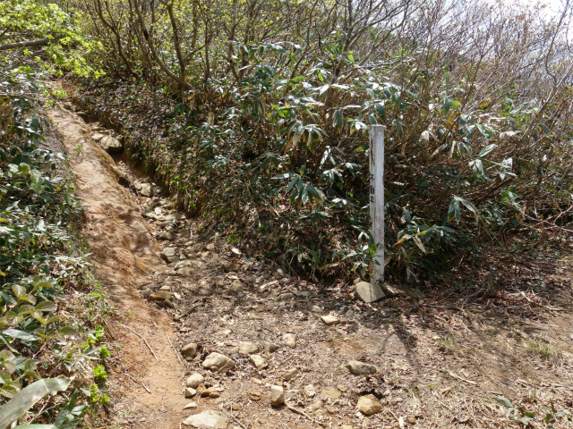 守門岳（保久礼コース）登山口コースガイド 不動平【登山口ナビ】